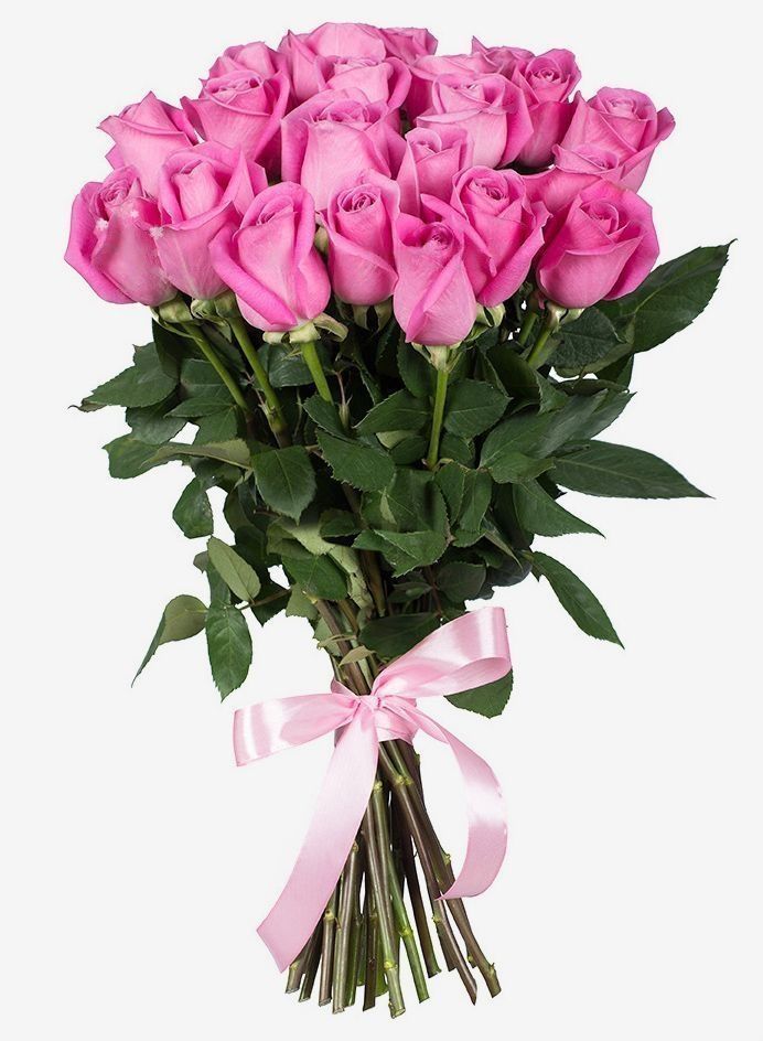 25 roses roses