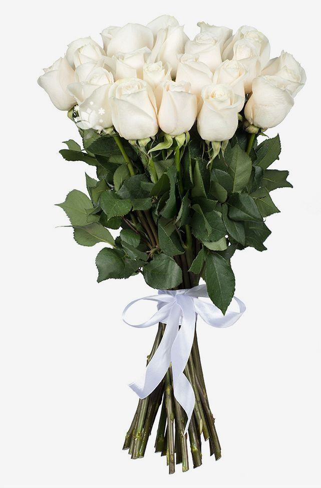 25 roses blanches
