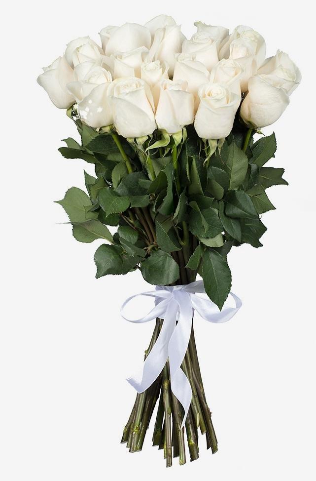 Roses blanches