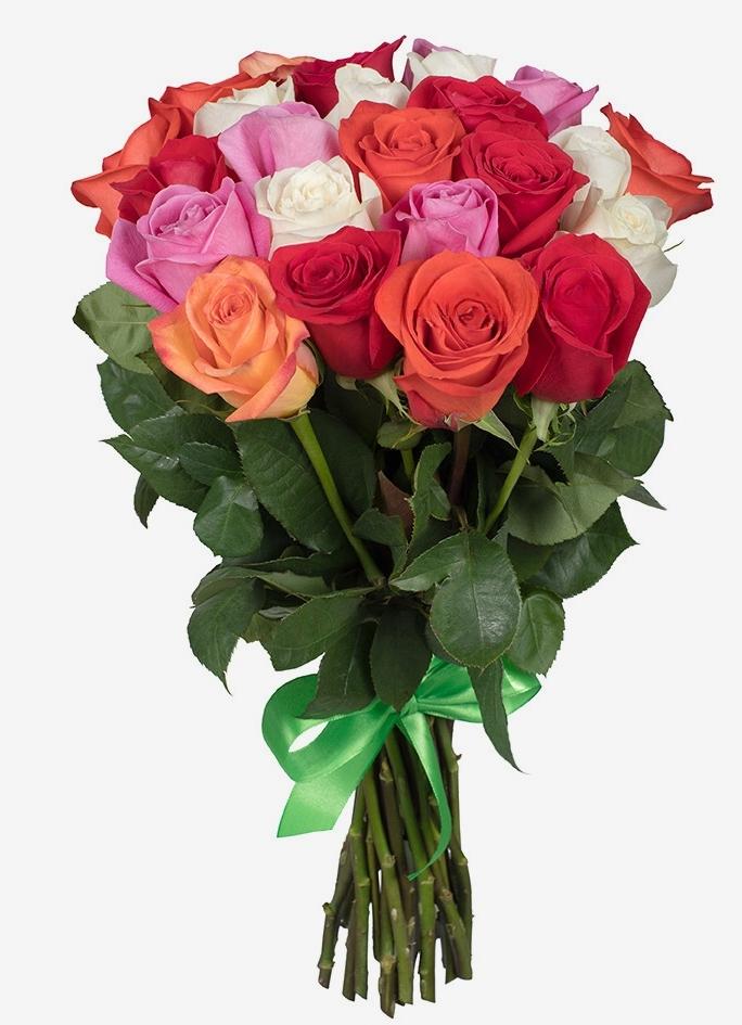 Roses arc-en-ciel