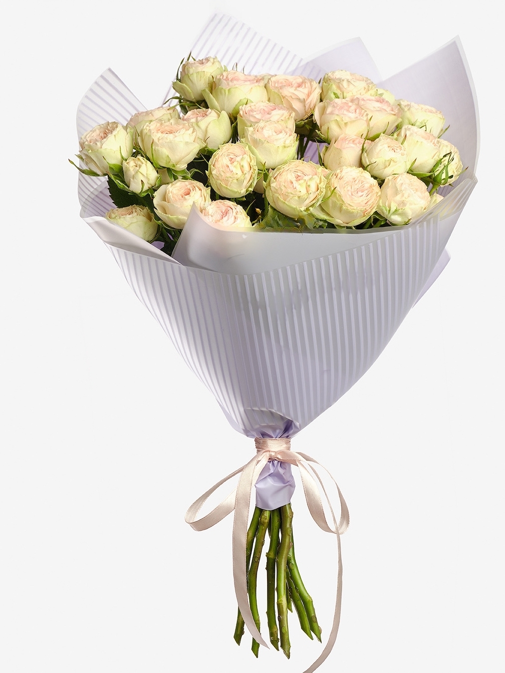 Roses Pivoine