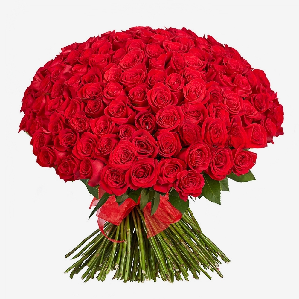 150 Roses rouges